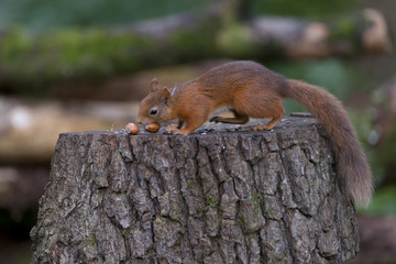 Red Squirrel (Sciurus vulgaris) eating hazelnuts