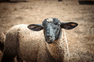 White ship with black head