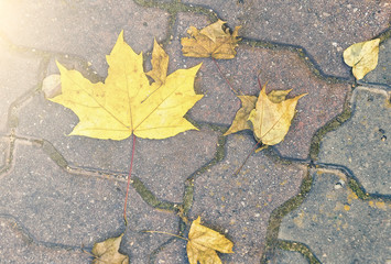 orange leaf autumn leaf lying on the street