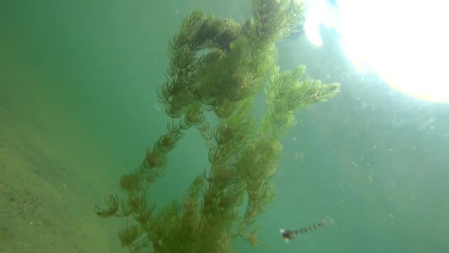 unterwasserpflanze hornkraut w&auml;chst gegen das sonnenlicht