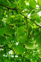 Fototapeta na wymiar A cluster of hazelnuts among the leaves on a tree.