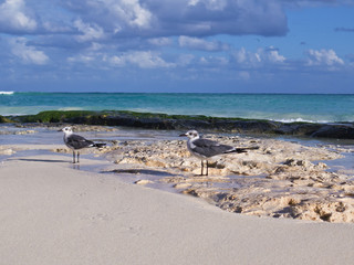 Seagulls on the Caribbean beach of  Playa del Carmen, Mexico