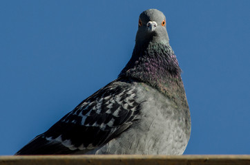 Pombo