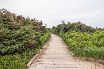 The boardwalk to the beach at Robinsons Island on PEI