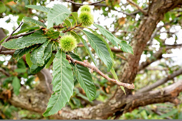Fototapeta premium chestnuts on atree into a forest