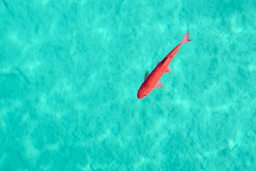 red fish in the turquoise waters