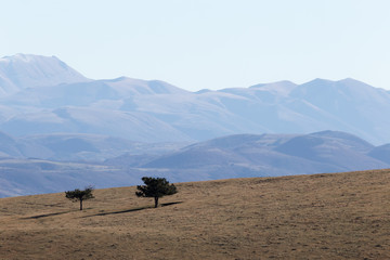 A minimalist view of two isolated small trees on a mountain top, with some distant mountains in the background and an empty sky
