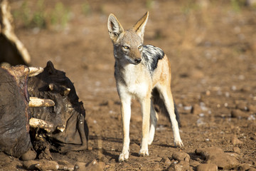 Hungry Black backed jackal looking for food at hippo carcass