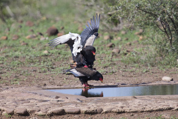Pair of bateleur at a waterhole busy with mating