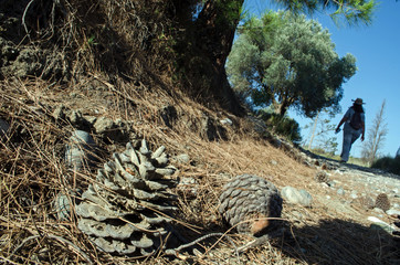Morning walk, close-up of pine-cone, a silhouette on the background