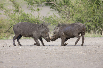 Naklejka na ściany i meble Two young warthogs fight at small pond in a road