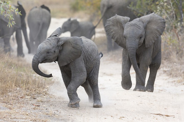 Young elephant play on a road with family feed nearby - 167704375