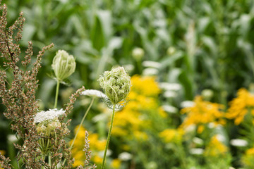 White and yellow wild flowers against a green field