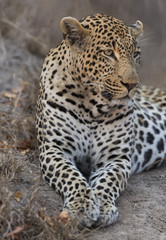 Fototapeta na wymiar Portrait leopard lay down in at dusk to rest and relax