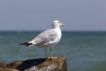 Fototapeta na wymiar White seagull on the rocky sea beach