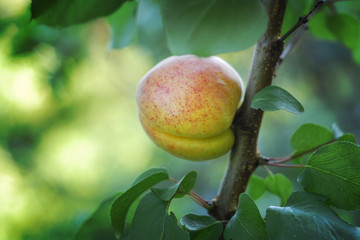 apricot
