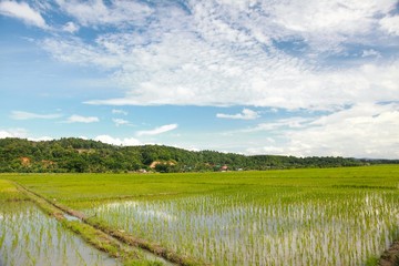 The rice field in chiang dao city , chiangmai Thailand