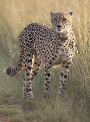 Female cheetah walking along a road to her cub