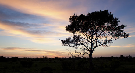 Fototapeta na wymiar Kalahati sunset with trees grass and blue sky