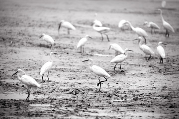 Many Indian little Egret birds