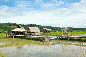 The house  and rice field in chiang dao city , chiangmai Thailand