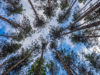 Pine trees
