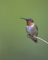 Fototapeta na wymiar Male Ruby-throated Hummingbird