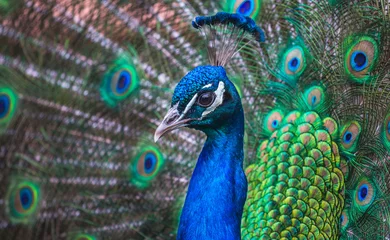 Acrylic prints Peacock Closeup of a Peacock