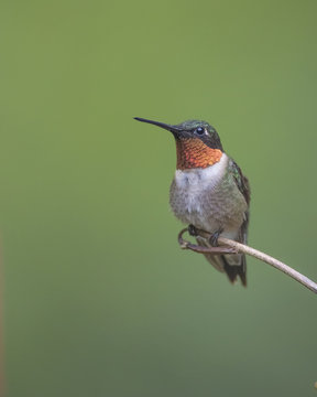 Male Ruby-throated Hummingbird