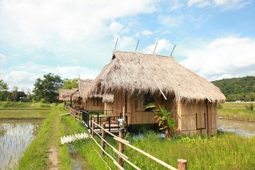 Fototapeta na wymiar The house and rice field in chiang dao city , chiangmai Thailand