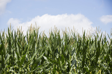 Indiana corn growing under summer skies.