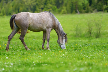Naklejka na ściany i meble Horse on the pasture