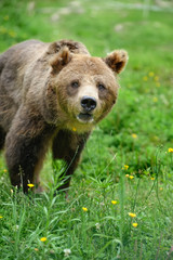 Fototapeta premium Big brown bear in the forest