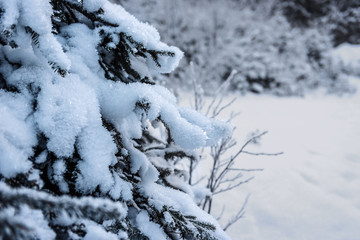 Winter forest in the mountains