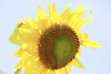 Indiana blooming sunflowers in August light