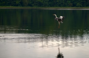 Reiher