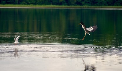 Reiher auf Jagd
