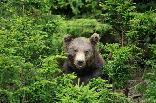 Big brown bear in the forest
