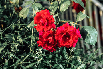 red rose bush in the garden