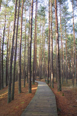 Path through pine forest