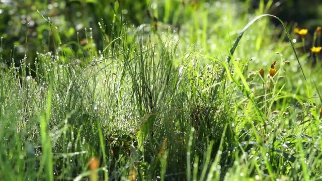 Dew on the grass, dolly motion green background. Blurred grass background with water drops. HD shot with a slider. 