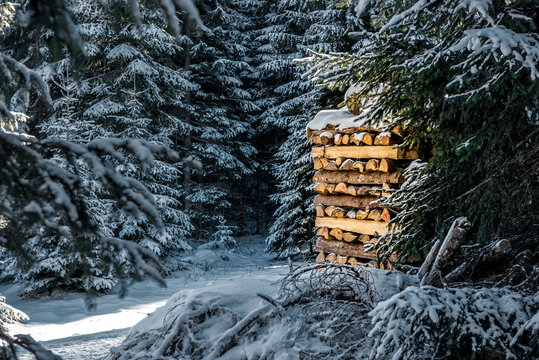 Fototapeta Winter forest in the mountains