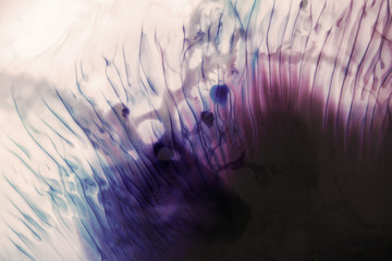 Abstract background of thread like colorful splotch similar to close-up of bright fish flipper....