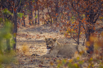 African lion in Kruger National park, South Africa