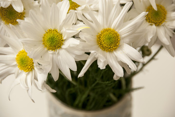 Daisies in a vase