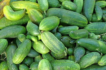 Cucumbers. Cucumber harvest. Many green cucumbers. Cucumber background