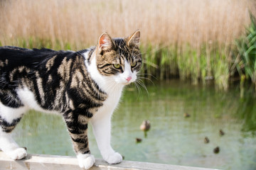 Tabby cat walking along a fence post with mallard ducks and ducklings in the background