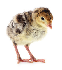 Chicken turkey isolated