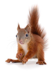 Eurasian red squirrel.