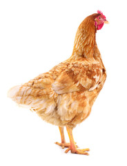 Brown hen isolated.